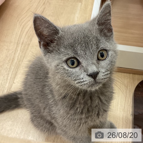 神奈川県のブリティッシュショートヘアー (ペットプラス モザイクモール港北店/2026年6月2日生まれ/男の子/ブルー)の子猫の3枚目の画像