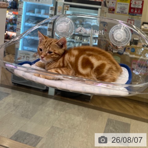 福岡県のアメリカンショートヘアー (ペットプラス ららぽーと福岡店/2026年5月21日生まれ/男の子/レッドタビー)の子猫の3枚目の画像