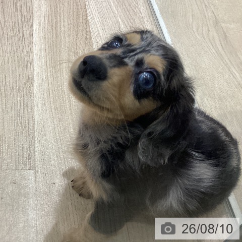 宮城県のミニチュアダックスフンド(ロング) (ペットプラス 仙台上杉店/2026年6月4日生まれ/男の子/シルバーダップル)の子犬の4枚目の画像