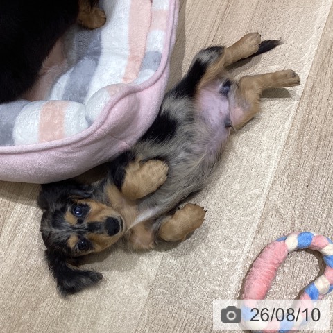 宮城県のミニチュアダックスフンド(ロング) (ペットプラス 仙台上杉店/2026年6月4日生まれ/男の子/シルバーダップル)の子犬の3枚目の画像