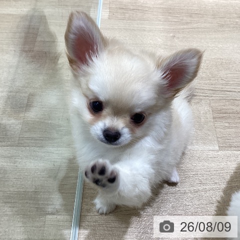 宮城県のチワワ(ロング) (ペットプラス 名取店/2026年6月1日生まれ/男の子/クリーム)の子犬の4枚目の画像