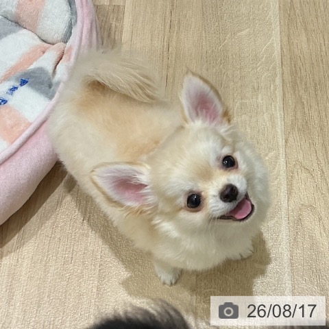宮城県のチワワ(ロング) (ペットプラス 名取店/2026年6月1日生まれ/男の子/クリーム)の子犬の4枚目の画像