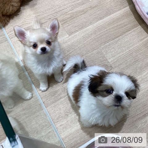 宮城県のチワワ(ロング) (ペットプラス 名取店/2026年6月1日生まれ/男の子/クリーム)の子犬の3枚目の画像