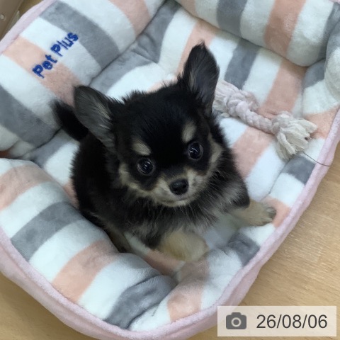チワワの写真
