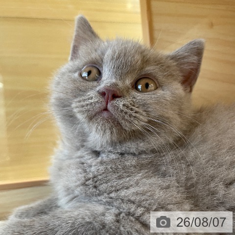 ブリティッシュショートヘアの写真