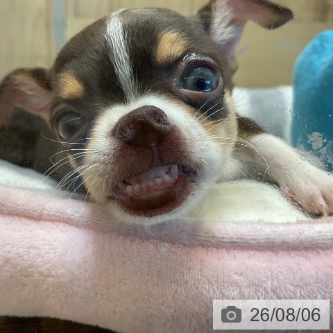 チワワの写真