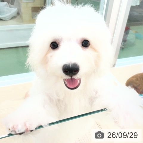 埼玉県のビションフリーゼ (ペットプラス 上尾店/2026年6月5日生まれ/男の子/ホワイト)の子犬の3枚目の画像