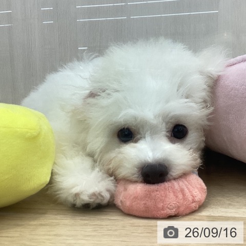 神奈川県のビションフリーゼ (ペットプラス 相模原並木店/2026年6月5日生まれ/男の子/ホワイト)の子犬の4枚目の画像