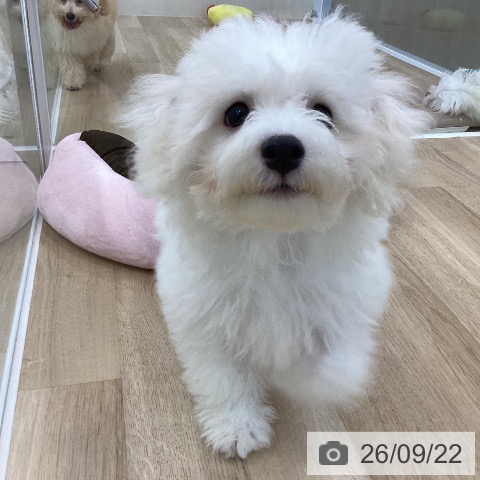 神奈川県のビションフリーゼ (ペットプラス 相模原並木店/2026年6月5日生まれ/男の子/ホワイト)の子犬の3枚目の画像