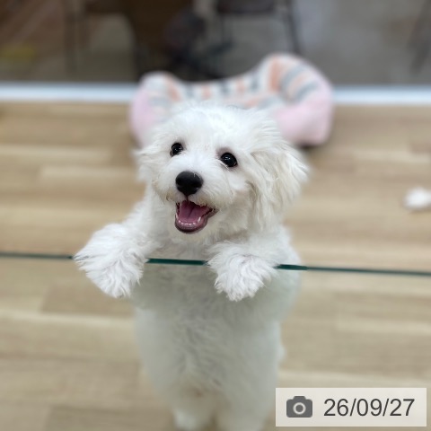 神奈川県のビションフリーゼ (ペットプラス 相模原並木店/2026年6月5日生まれ/男の子/ホワイト)の子犬の3枚目の画像