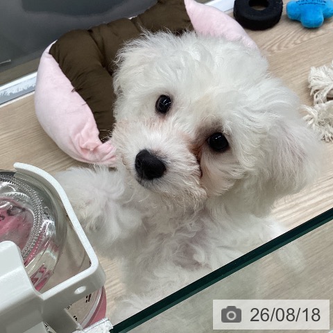 埼玉県のビションフリーゼ (ペットプラス 八潮店/2026年6月5日生まれ/男の子/ホワイト)の子犬の3枚目の画像