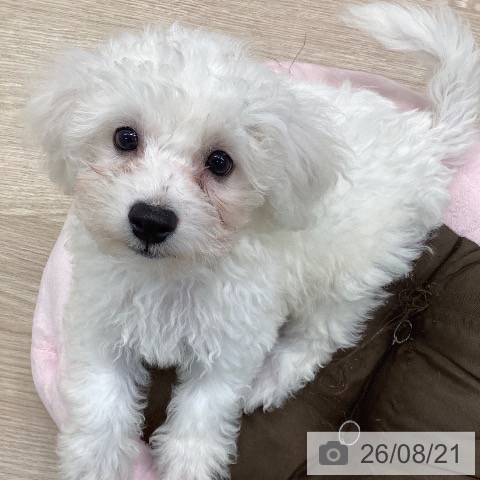 埼玉県のビションフリーゼ (ペットプラス 八潮店/2026年6月5日生まれ/男の子/ホワイト)の子犬の3枚目の画像
