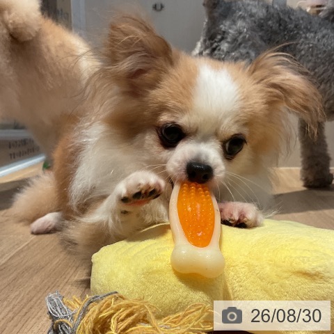 チワワの写真