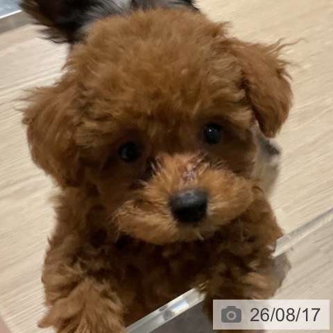埼玉県のトイプードル(トイ) (ペットプラス コクーンシティ店/2026年6月6日生まれ/男の子/レッド)の子犬の3枚目の画像