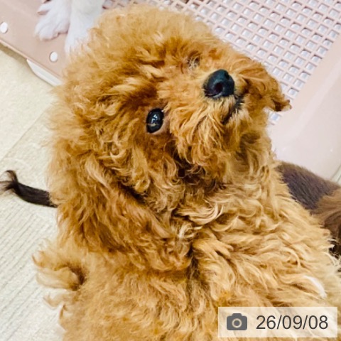 群馬県のトイプードル(トイ) (ペットプラス イオンモール太田店/2026年6月6日生まれ/男の子/レッド)の子犬の3枚目の画像