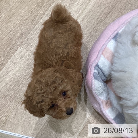 岩手県のトイプードル(トイ) (ペットプラス 盛岡南店/2026年6月6日生まれ/女の子/レッド)の子犬の3枚目の画像