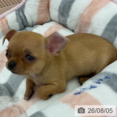チワワの写真