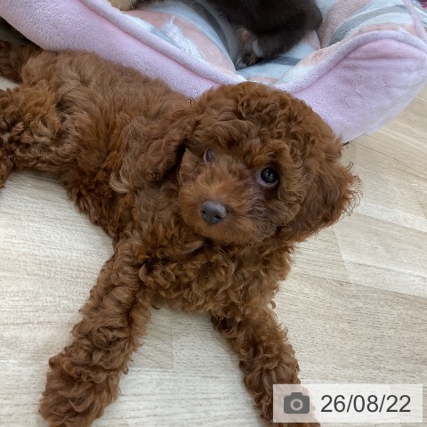 群馬県のトイプードル(トイ) (ペットプラス 前橋店/2026年6月6日生まれ/女の子/レッド)の子犬の3枚目の画像