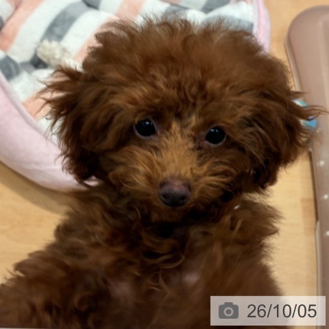 神奈川県のトイプードル(トイ) (ペットプラス 海老名店/2026年6月6日生まれ/女の子/レッド)の子犬の4枚目の画像
