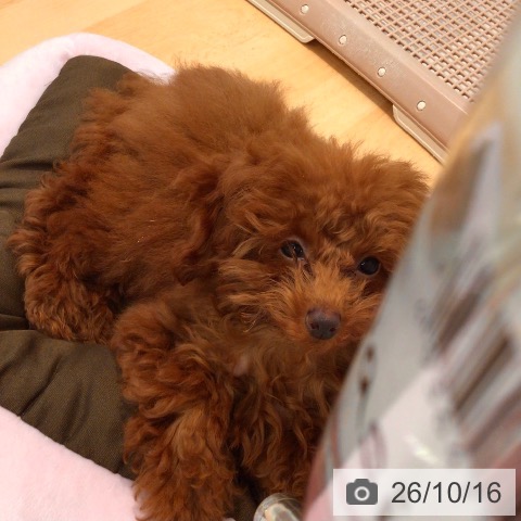 神奈川県のトイプードル(トイ) (ペットプラス 海老名店/2026年6月6日生まれ/女の子/レッド)の子犬の4枚目の画像