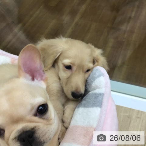 ミニチュア・ダックスフンドの写真