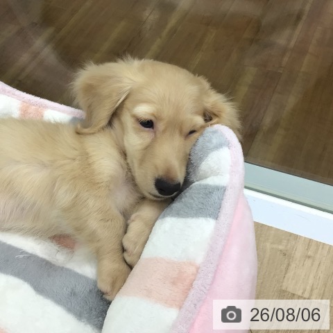 ミニチュア・ダックスフンドの写真