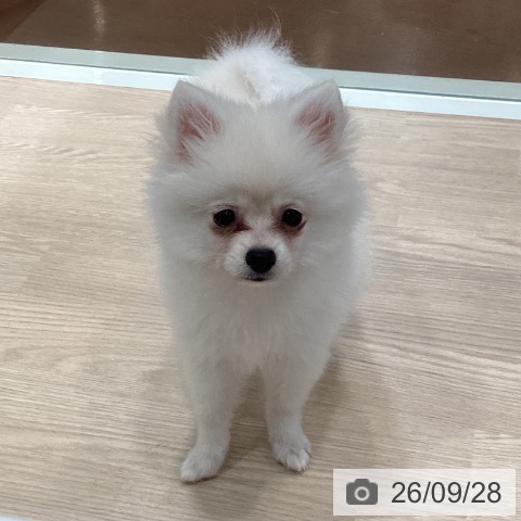 ポメラニアンの写真