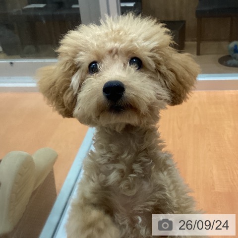 千葉県のトイプードル(トイ) (ペットプラス 柏店/2026年6月4日生まれ/男の子/クリーム)の子犬の4枚目の画像