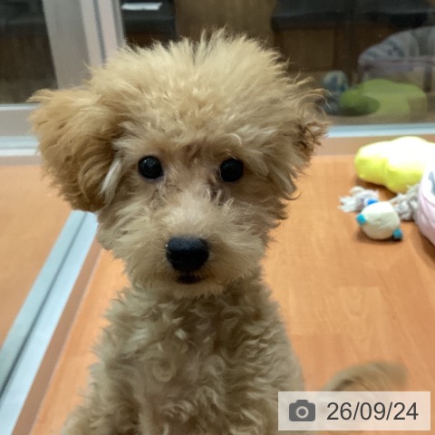 千葉県のトイプードル(トイ) (ペットプラス 柏店/2026年6月4日生まれ/男の子/クリーム)の子犬の3枚目の画像