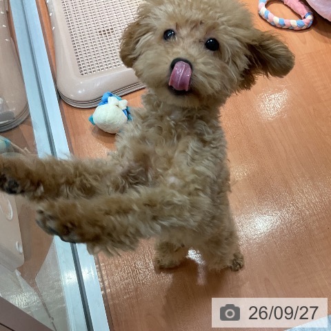 千葉県のトイプードル(トイ) (ペットプラス 柏店/2026年6月4日生まれ/男の子/クリーム)の子犬の4枚目の画像