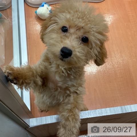 千葉県のトイプードル(トイ) (ペットプラス 柏店/2026年6月4日生まれ/男の子/クリーム)の子犬の3枚目の画像