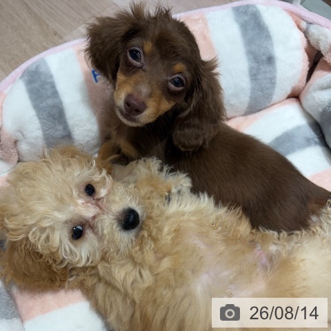 長野県のトイプードル(トイ) (ペットプラス 長野店/2026年6月4日生まれ/男の子/クリーム)の子犬の4枚目の画像