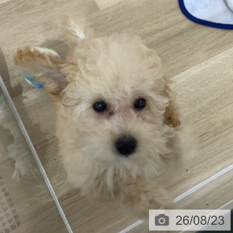長野県のトイプードル(トイ) (ペットプラス 長野店/2026年6月4日生まれ/男の子/クリーム)の子犬の4枚目の画像