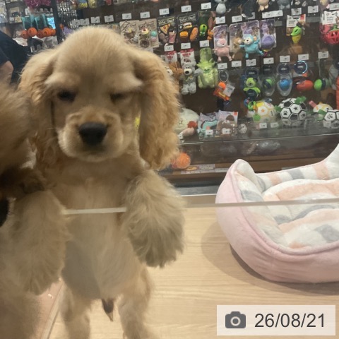埼玉県のアメリカンコッカースパニエル (ペットプラス コクーンシティ店/2026年5月30日生まれ/男の子/バフ)の子犬の4枚目の画像