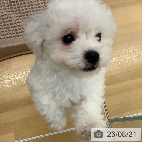 長野県のビションフリーゼ (ペットプラス 松本店/2026年6月6日生まれ/男の子/ホワイト)の子犬の4枚目の画像
