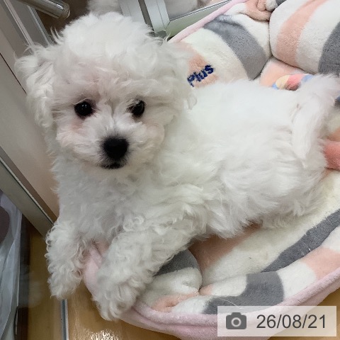 長野県のビションフリーゼ (ペットプラス 松本店/2026年6月6日生まれ/男の子/ホワイト)の子犬の3枚目の画像