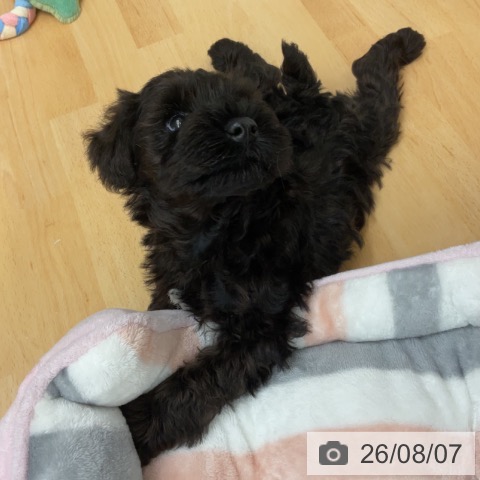 ミニチュア・シュナウザーの写真
