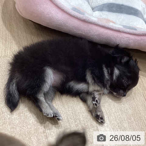 チワワの写真