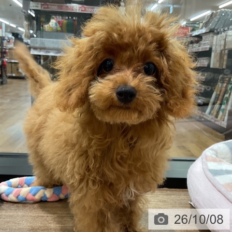 神奈川県のトイプードル(トイ) (ペッツワン 鎌倉梶原店/2026年5月27日生まれ/男の子/レッド)の子犬の4枚目の画像