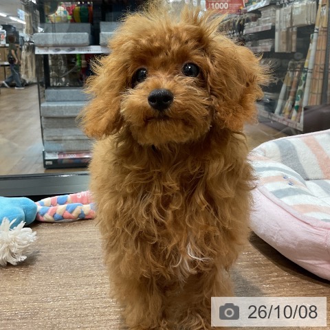神奈川県のトイプードル(トイ) (ペッツワン 鎌倉梶原店/2026年5月27日生まれ/男の子/レッド)の子犬の3枚目の画像