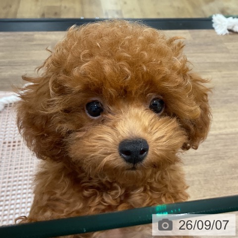 埼玉県のトイプードル(トイ) (ペッツワン 吉川美南店/2026年6月7日生まれ/男の子/レッド)の子犬の3枚目の画像