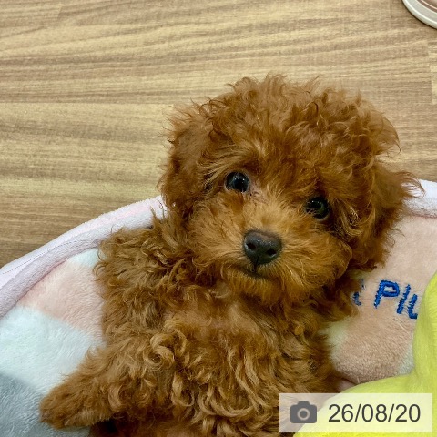 茨城県のトイプードル(トイ) (ペッツワン 古河店/2026年6月6日生まれ/男の子/レッド)の子犬の4枚目の画像