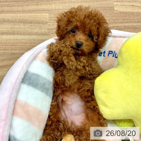 茨城県のトイプードル(トイ) (ペッツワン 古河店/2026年6月6日生まれ/男の子/レッド)の子犬の3枚目の画像