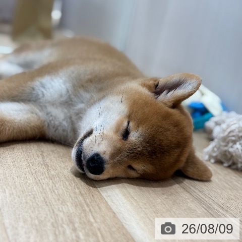 千葉県の柴犬(標準サイズ) (ペットプラス 木更津店/2026年6月3日生まれ/男の子/赤)の子犬の4枚目の画像