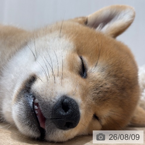 千葉県の柴犬(標準サイズ) (ペットプラス 木更津店/2026年6月3日生まれ/男の子/赤)の子犬の3枚目の画像
