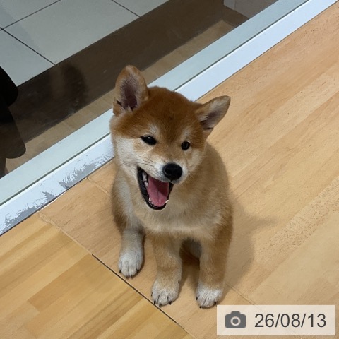 埼玉県の柴犬(標準サイズ) (ペットプラス 与野店/2026年6月3日生まれ/女の子/赤)の子犬の4枚目の画像