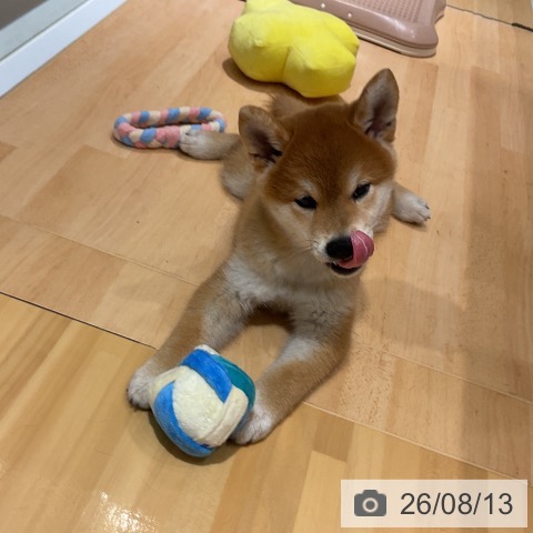 埼玉県の柴犬(標準サイズ) (ペットプラス 与野店/2026年6月3日生まれ/女の子/赤)の子犬の3枚目の画像
