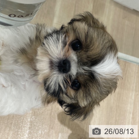 長野県のシーズー (ペットプラス 須坂店/2026年6月4日生まれ/女の子/ゴールドホワイト)の子犬の3枚目の画像