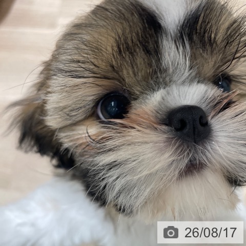 長野県のシーズー (ペットプラス 須坂店/2026年6月4日生まれ/女の子/ゴールドホワイト)の子犬の4枚目の画像