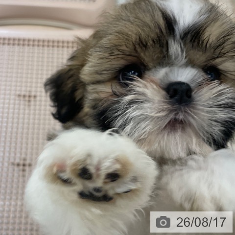 長野県のシーズー (ペットプラス 須坂店/2026年6月4日生まれ/女の子/ゴールドホワイト)の子犬の3枚目の画像